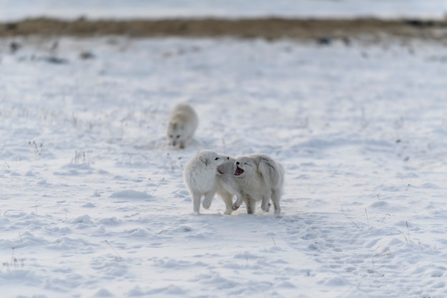 Due giovani volpi artiche che giocano nella tundra selvaggia nel periodo invernale.