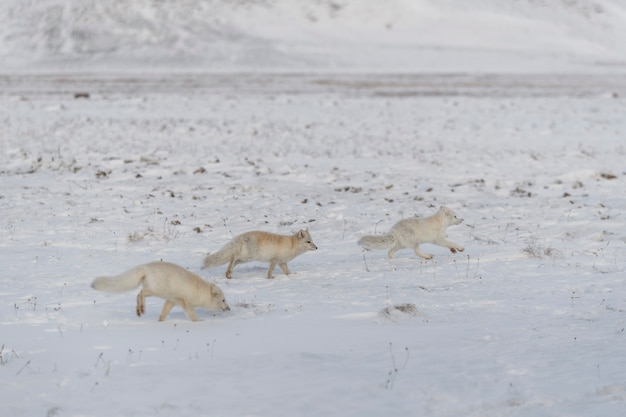 Due giovani volpi artiche che giocano nella tundra selvaggia nel periodo invernale.