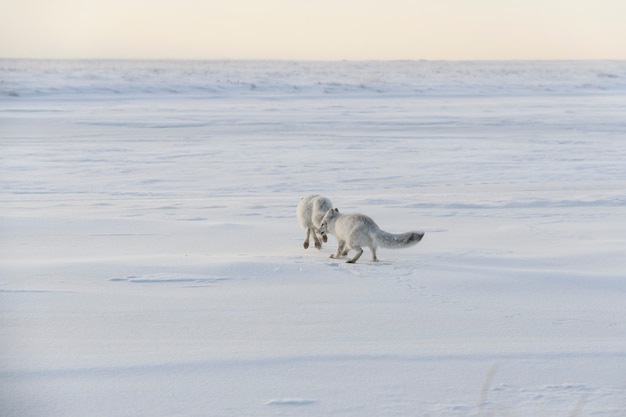 Due giovani volpi artiche (Vulpes Lagopus) nella tundra selvaggia. Volpe artica che gioca.