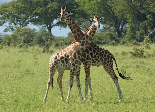 due giraffe in un ambiente soleggiato