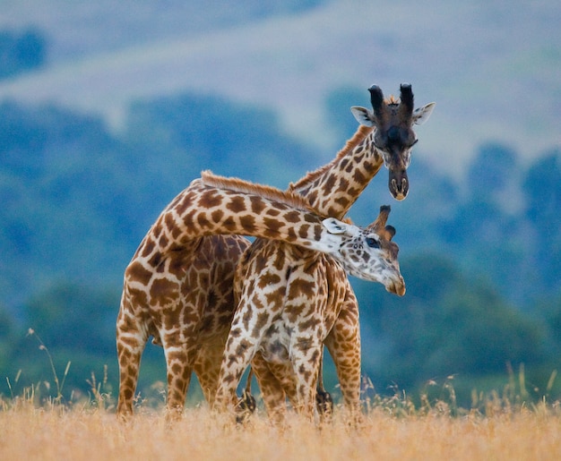 Due giraffe nella savana