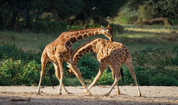 Due giraffe nella savana