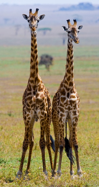 Due giraffe nella savana.