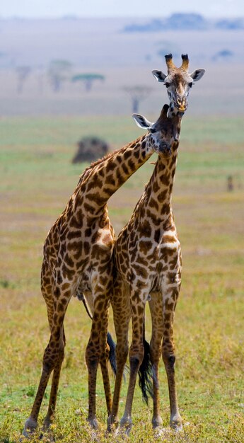 Due giraffe nella savana.