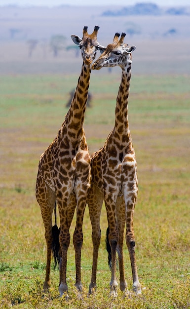 Due giraffe nella savana.