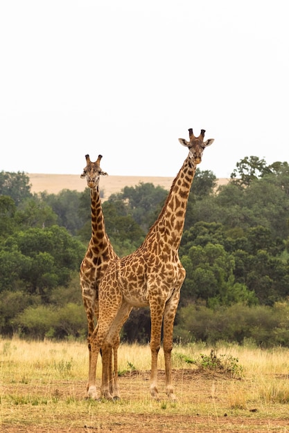 Due giraffe Savana del Masai Mara Kenya