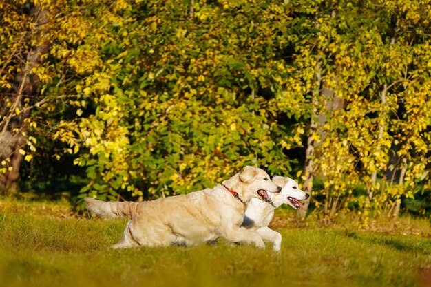 Due golden retriever che si divertono a correre insieme nel parco autunnale