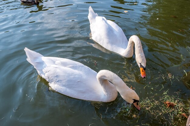 Due grandi cigni bianchi che nuotano sulla superficie di un lago di acqua di fiume.