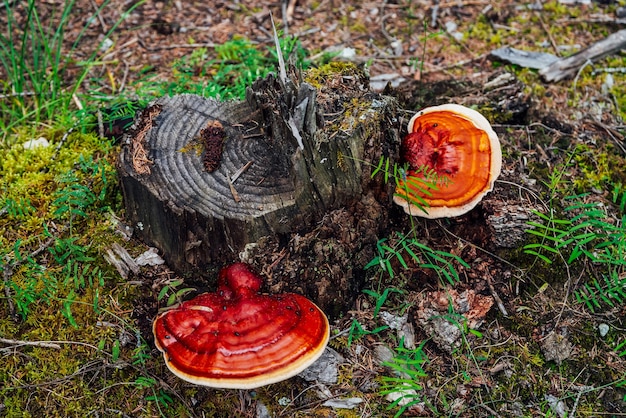 Due grandi polipori rossi crescono su un albero rotto. Rosso vivo fungo esca sul primo piano del ceppo di albero. Fomitopsis pinicola sulla corteccia tra piante verdi nella foresta. Piccoli insetti su big polypore. Insetto sul fungo.