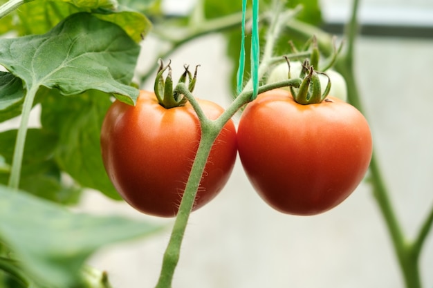 Due grandi pomodori rossi maturi pendono da un ramo in una serra, legati con una corda verde e pronti per essere raccolti.