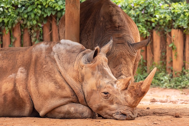 Due grandi rinoceronti allo zoo