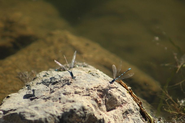 Due insetti Bluet familiari su una roccia soleggiata con le ali spiegate