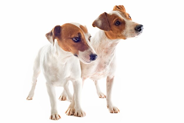 Due jack russel terrier