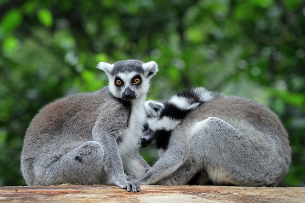 Due lemuri allineati sotto un albero