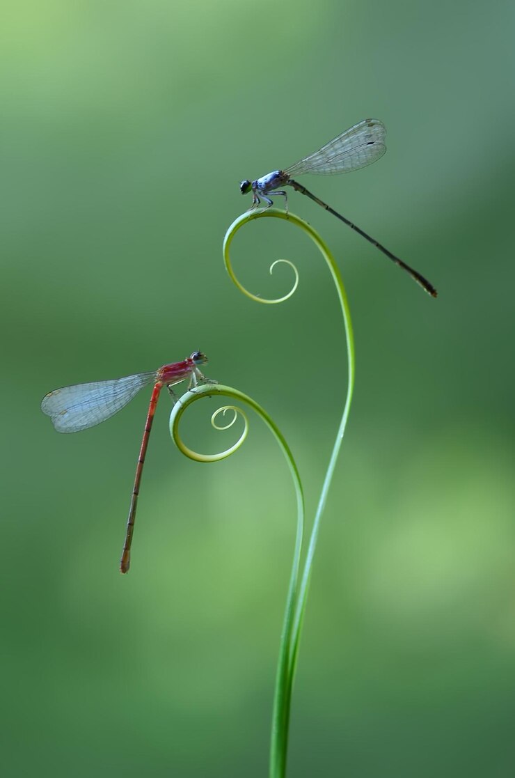 Due libellule appoggiate su un gambo verde a spirale