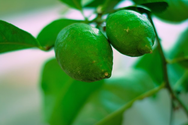 Due limoni super verdi nell'albero di limone nel giardino Citrus limon