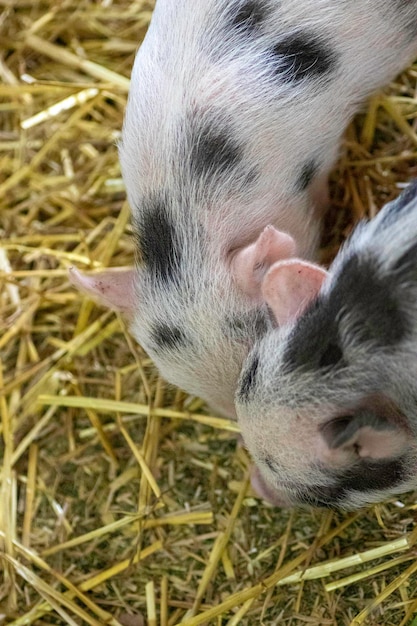 due maialini rosa con macchie nere nel loro recinto nel fieno quello che mangiano