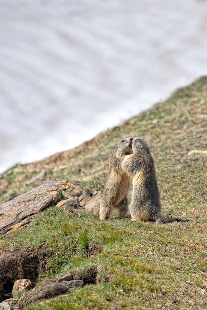 Due marmotte mentre combattono