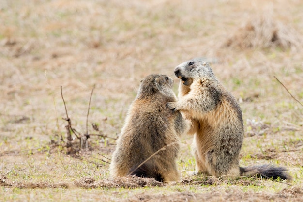 Due marmotte mentre giocano