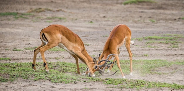 Due maschi dell'antilope impala si combattono. Africa. Tanzania. Parco Nazionale del Serengeti.