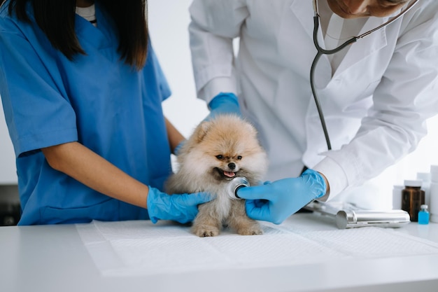 Due medici lo stanno esaminando concetto di medicina veterinaria Pomerania in una clinica veterinaria