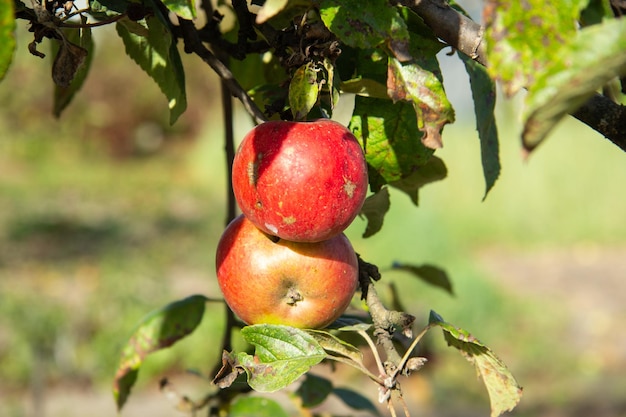 Due mele rosse su un ramo al sole. ci sono tracce di malattia sul ramo