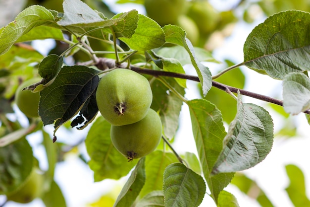 Due mele verdi che crescono sull'albero