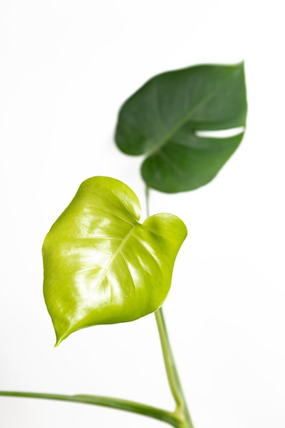 Due monstera deliciosa foglie su un primo piano bianco del fondo