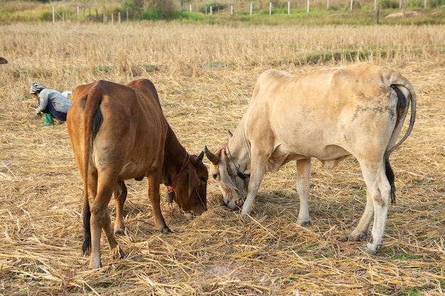 Due mucca bianca e marrone sul campo