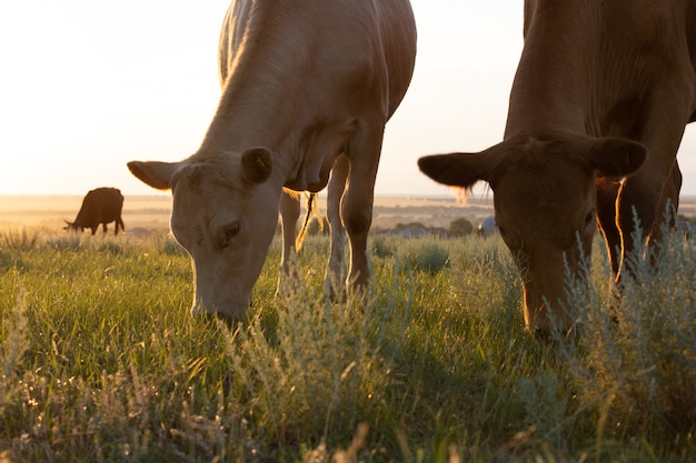 Due mucche al tramonto che mangiano erba