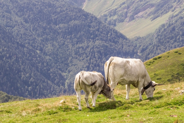 Due mucche bianche che pascono nelle montagne