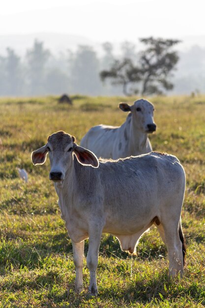 Due mucche in un campo