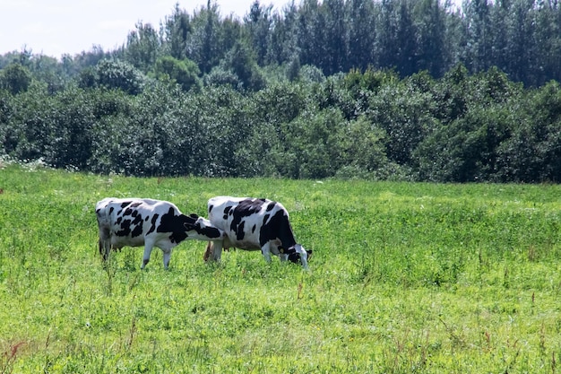 Due mucche pascolano in un prato verde