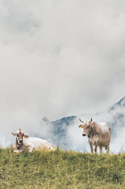 Due mucche si riposano nel pascolo di montagna