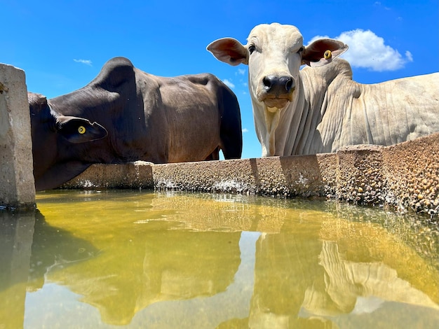 due mucche sono in piedi accanto a un corpo d'acqua