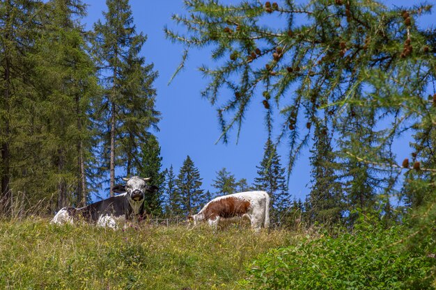 Due mucche stanno riposando nell'erba su un prato alpino nelle Dolomiti italiane.