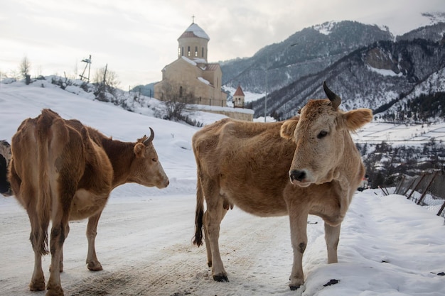 Due mucche sullo sfondo di una vecchia chiesa per le strade della città Svan di Mestia