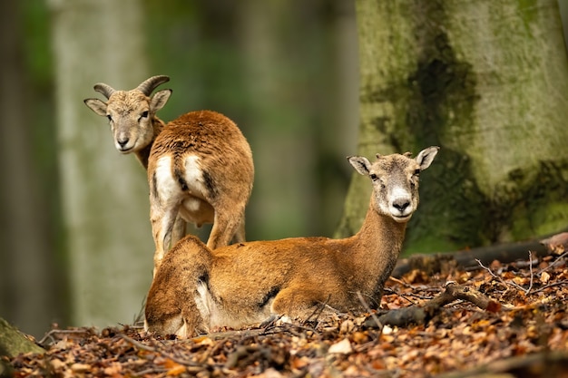 Due mufloni osservano da un faggio nel bosco in autunno.