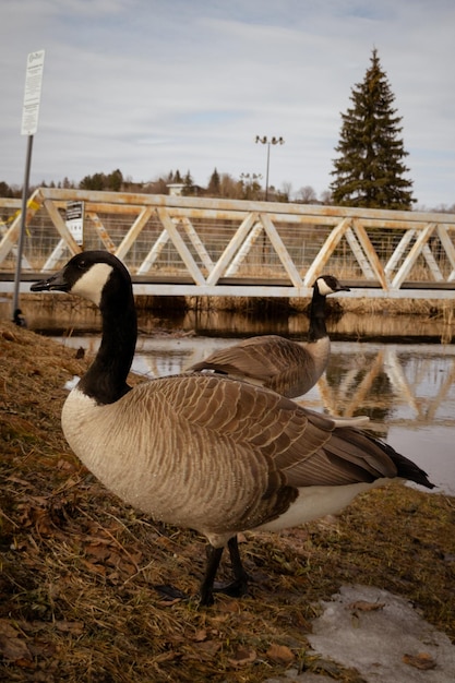 Due oche al parco di Lily Creek a Sudbury, Ontario