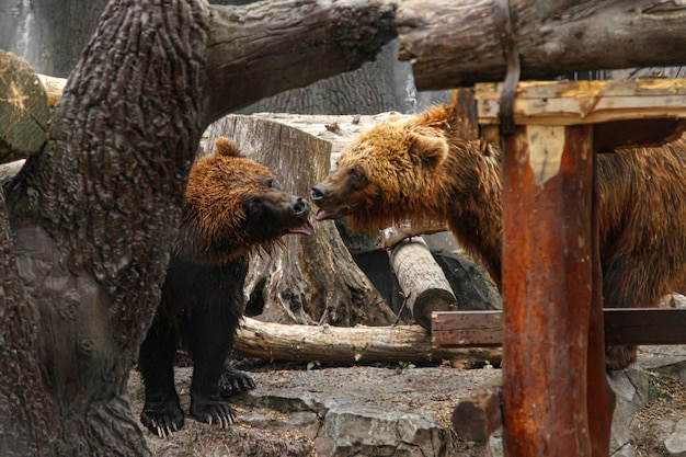 Due orsi bruni che giocano tra loro