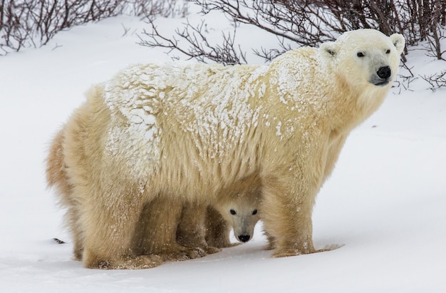 Due orsi polari che giocano tra loro nella neve