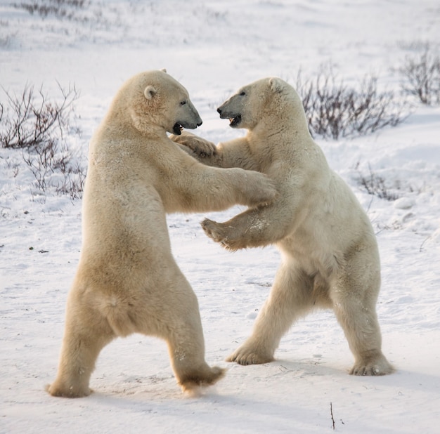 Due orsi polari che giocano tra loro nella tundra.