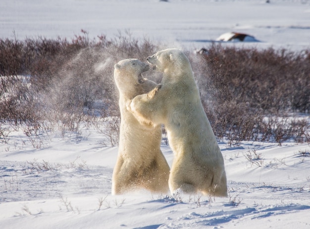 Due orsi polari stanno giocando tra loro nella tundra. Canada.