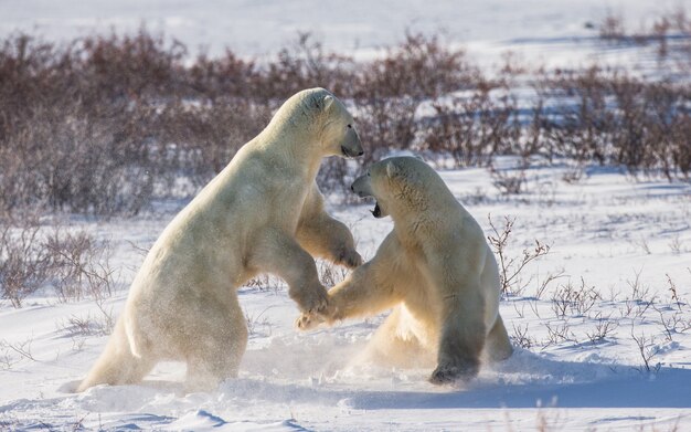 Due orsi polari stanno giocando tra loro nella tundra. Canada.