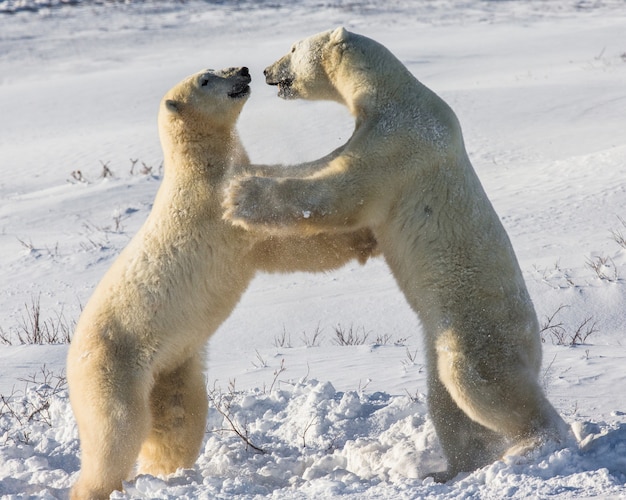 Due orsi polari stanno giocando tra loro nella tundra. Canada.