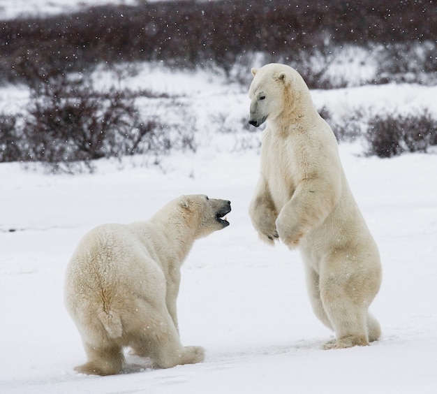 Due orsi polari stanno giocando tra loro nella tundra. Canada.