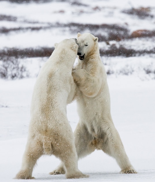 Due orsi polari stanno giocando tra loro nella tundra. Canada.