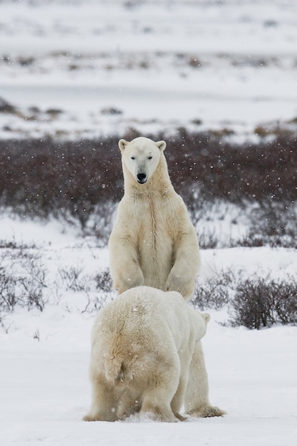 Due orsi polari stanno giocando tra loro nella tundra. Canada.