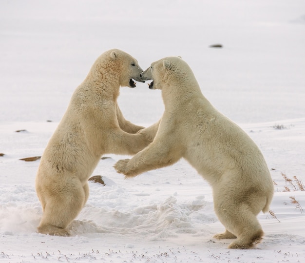 Due orsi polari stanno giocando tra loro nella tundra. Canada.