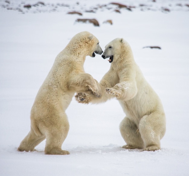 Due orsi polari stanno giocando tra loro nella tundra. Canada.